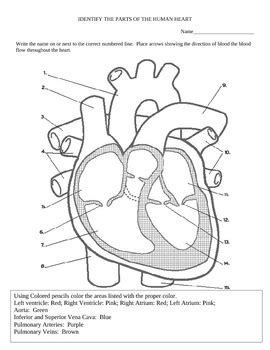parts   heart coloring worksheet coloring pages