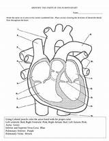 Heart Diagram Color Activity Preview sketch template