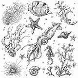 Underwater Sketch Fish Plants Saltwater Animals Drawing Sea Starfish Sketches Tattoo Drawings Vector Clip Illustrations Monochrome Set Doodle Drawn Hand sketch template