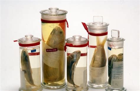 jeneres specimens  jars