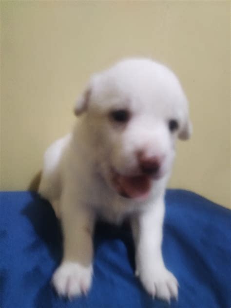 Mixed Breed Puppies In White Color For Sale Adoption From