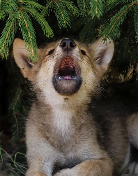 wolf pup howls photograph  galloimages  fine art america