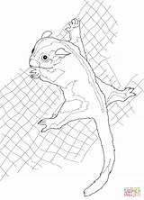 Sugar Glider Coloring Pages Possum Drawing Printable Boo Beanie Clipart Cliparts Supercoloring Getdrawings Color Drawings Paper Library Getcolorings Categories Line sketch template