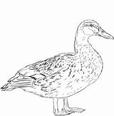 Coloring Mallard Duck Female Pages Categories sketch template
