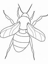 Insetos Bug Pintarcolorir Pintar Getdrawings Coloringhome sketch template