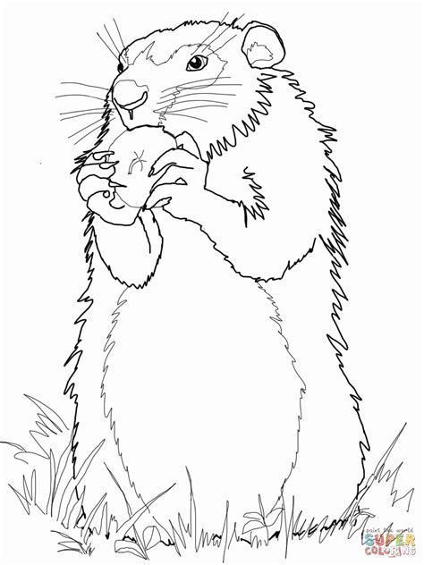 groundhog day coloring pages  printable