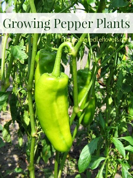 tips  growing pepper plants