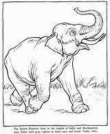 Elephant Coloring Pages Printable Asiatic Asian sketch template