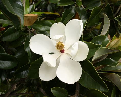 filemagnolia grandiflora flower jpg wikimedia commons