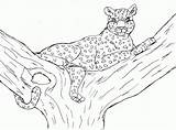 Coloring Pages Leopard Comments Tree sketch template