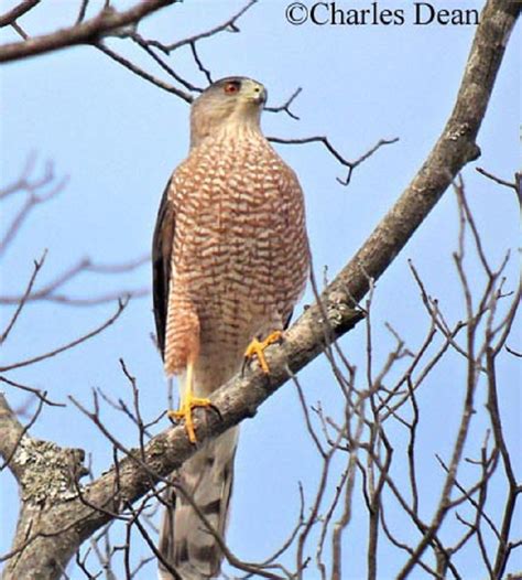 tennessee watchable wildlife coopers hawk habitat forest