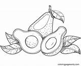 Avocados Vegetarianism Halves Diet sketch template
