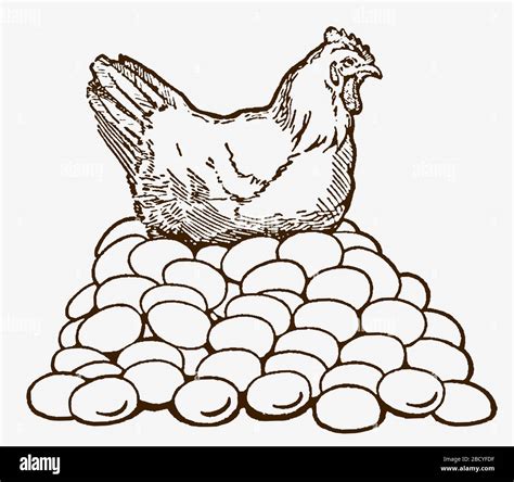 capa de gallina sentada sobre una enorme pila de huevos ilustración