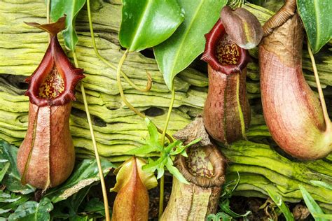 pitcher plant khao sok national park thailand