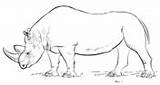 Rinoceronte Nashorn Afrikanisches Realistic Africano Malvorlagen sketch template
