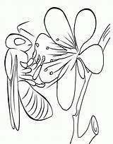 Coloring Insect Pages Kids Realistic Bee Outline Parts Pollinating Printable Peacock Body Clipart Template Books Library Comments sketch template