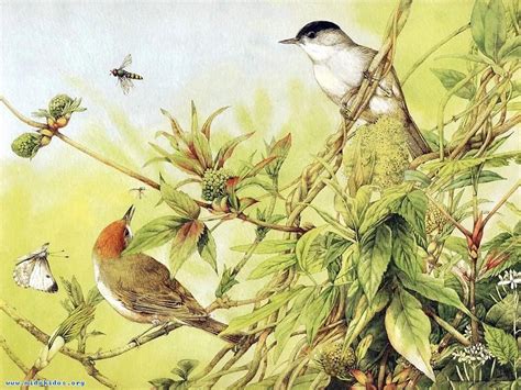bird art painting wallpapers high quality