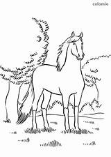 Horse Forest Horses Sheets Coloring Pages sketch template