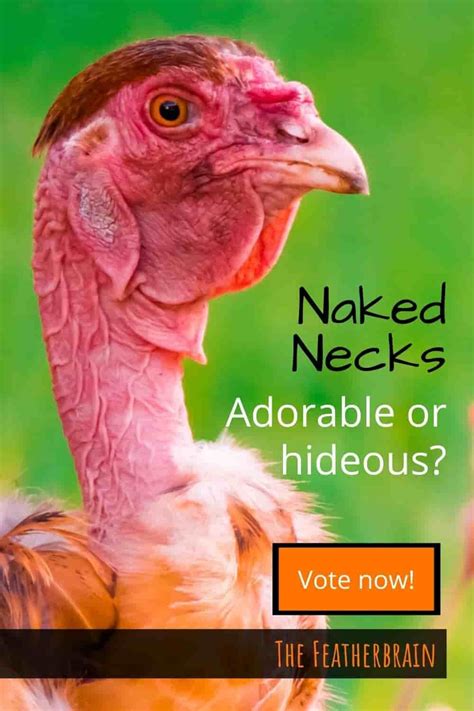 Considering Naked Neck Chickens The 17 Things You Must Know First