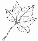 Leaf Drawing Sycamore Tree Biology Leaves Drawings Plant Template Line Outline Simple Biological Bud Oak Resources Coloring Sketch Maple Paintingvalley sketch template