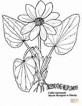 Marigold Blumen Flori Marsh Kukat Colorat Plansedecolorat Desene Varityskuvia Tulosta Stampa Drucken sketch template