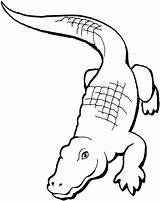 Planse Crocodil Animale Colorat Copilul sketch template