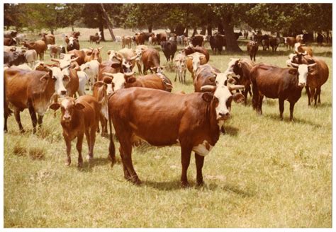 Crossbred Cattle Herd The Portal To Texas History