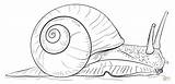 Snail Draw Coloring Drawing Pages Land Sea Snails Drawings Step Printable Realistic Kids Sheet Outline Simple Tutorials Escargot Color Line sketch template