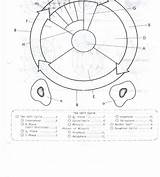 Cell Coloring Mitosis Requires Asd2 sketch template