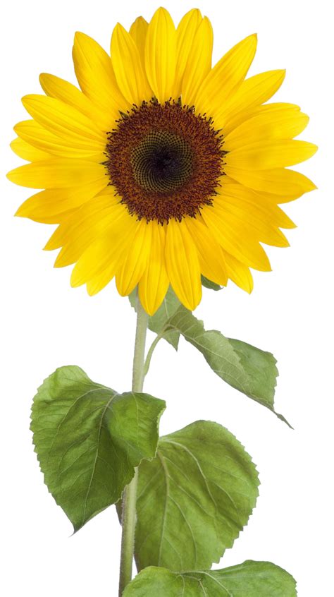 sunflower   hq png image freepngimg