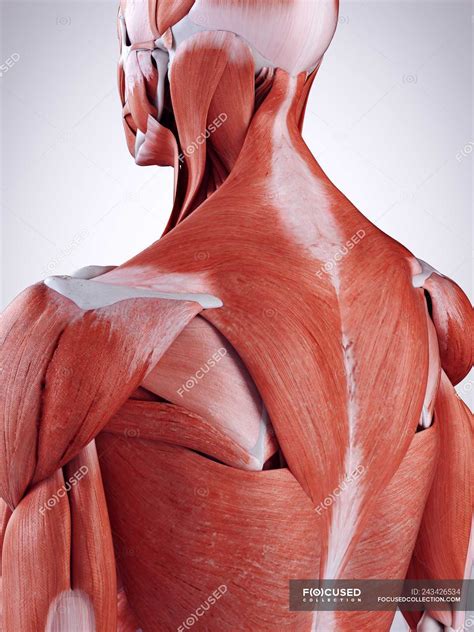 rendered illustration  upper  muscles  human body rear