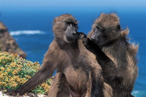 cape towns baboon programme successful coexistence  wildlife