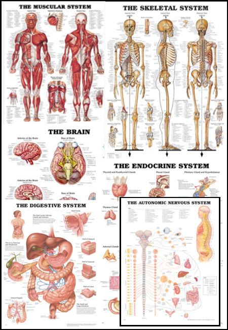 anatomical charts