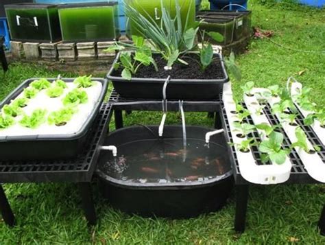 aquaponics aquaponic gardening backyard aquaponics