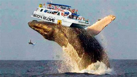 biggest whale   world youtube