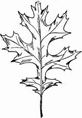 Oak Leaf Leaves Clipart Outline Red Scarlet Drawing Line Clip Vector Cliparts Tree Library Etc Easy Types Clipground Medium Large sketch template