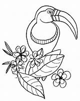 Vogel Kleurplaten Mewarnai Tucan Colorat Dibujo Coloriages Oiseau Oiseaux Toekan Animaux Vogels Burung Pasari Malvorlagen Animales Pajaro Dieren Colorir Animasi sketch template