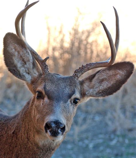 study cautions  energy industrys effects  mule deer wyofile