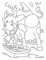 Coloring Cow Water Outer Another Pages Kids Bestcoloringpages Colouring Sheets Preschool sketch template