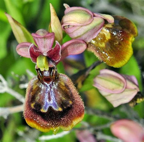 mundo natural faluke ophrys  heraultii