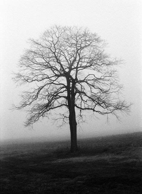 tree images black white tree black white nature