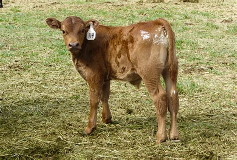 alert  common young calf problems grainews