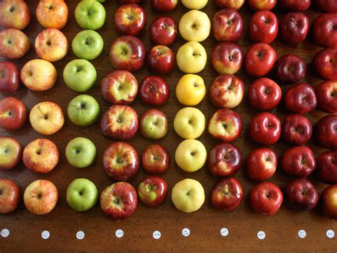The Best Apples For Apple Pie