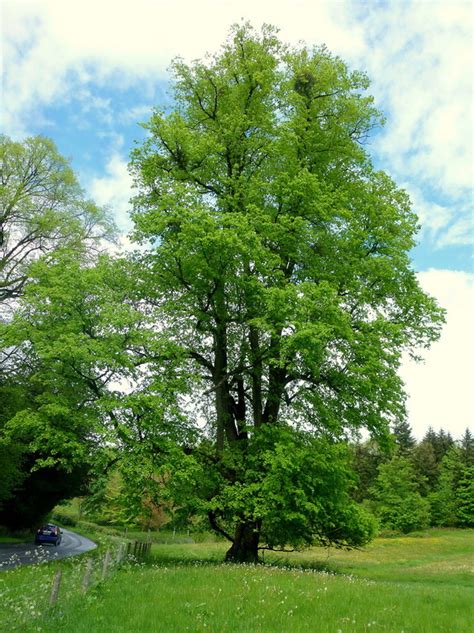 specimen beech tree  jonathan billinger cc  sa geograph britain  ireland