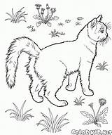 Haustiere Malvorlagen Katze Garten sketch template