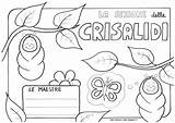 Sezione Maestra Farfalle Lumache Libellule Crisalidi Paperblog sketch template