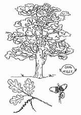 Tree Coloring Oak Angel Color Pages Printable 74kb Getcolorings sketch template