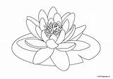 Lily Water Coloring Pad Lilies Clipart Flower Drawing Pages Drawings Lotus Flowers Kids Line Coloringpage Eu Pond Nénuphar Pads Color sketch template