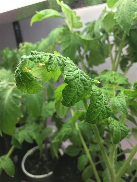 Why Are My Tomato Leaves Curling And Turning Yellow Blog