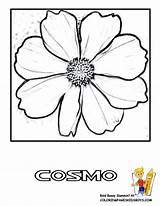 Cosmos Coloring 68kb 792px sketch template